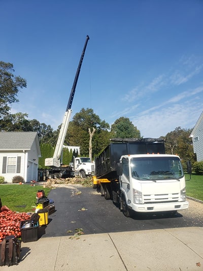 tree removal