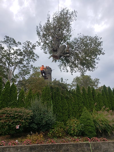 tree removal in ct