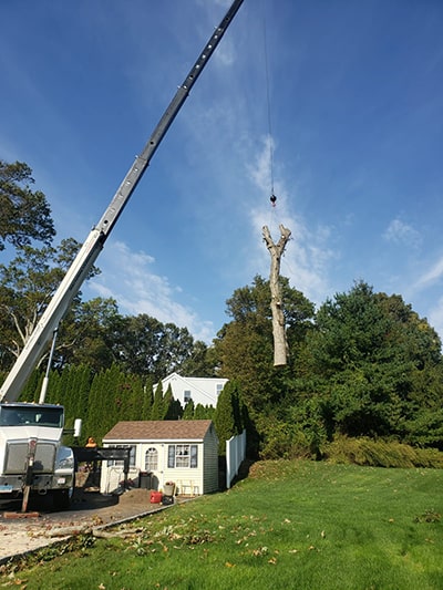 JNP company cutting trees in fairfield