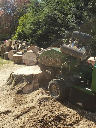 stump removal going on in ct