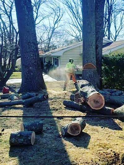 tree cutting service