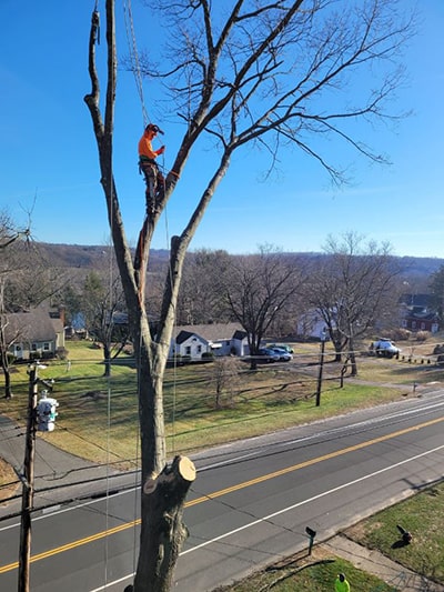 tree cutting company staff