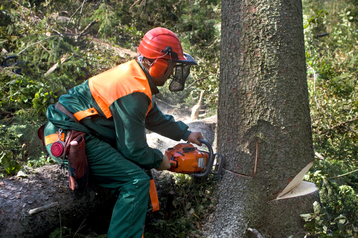 JNP Tree removal company staff cutting down tree