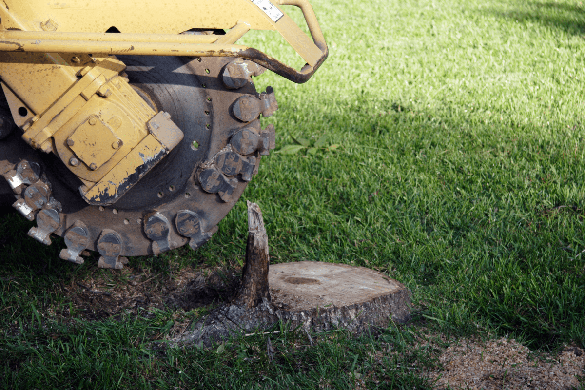 Tree Stumps getting removed