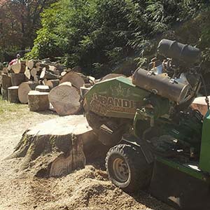 JNP Tree Removal, Stump Removal Services in Connecticut