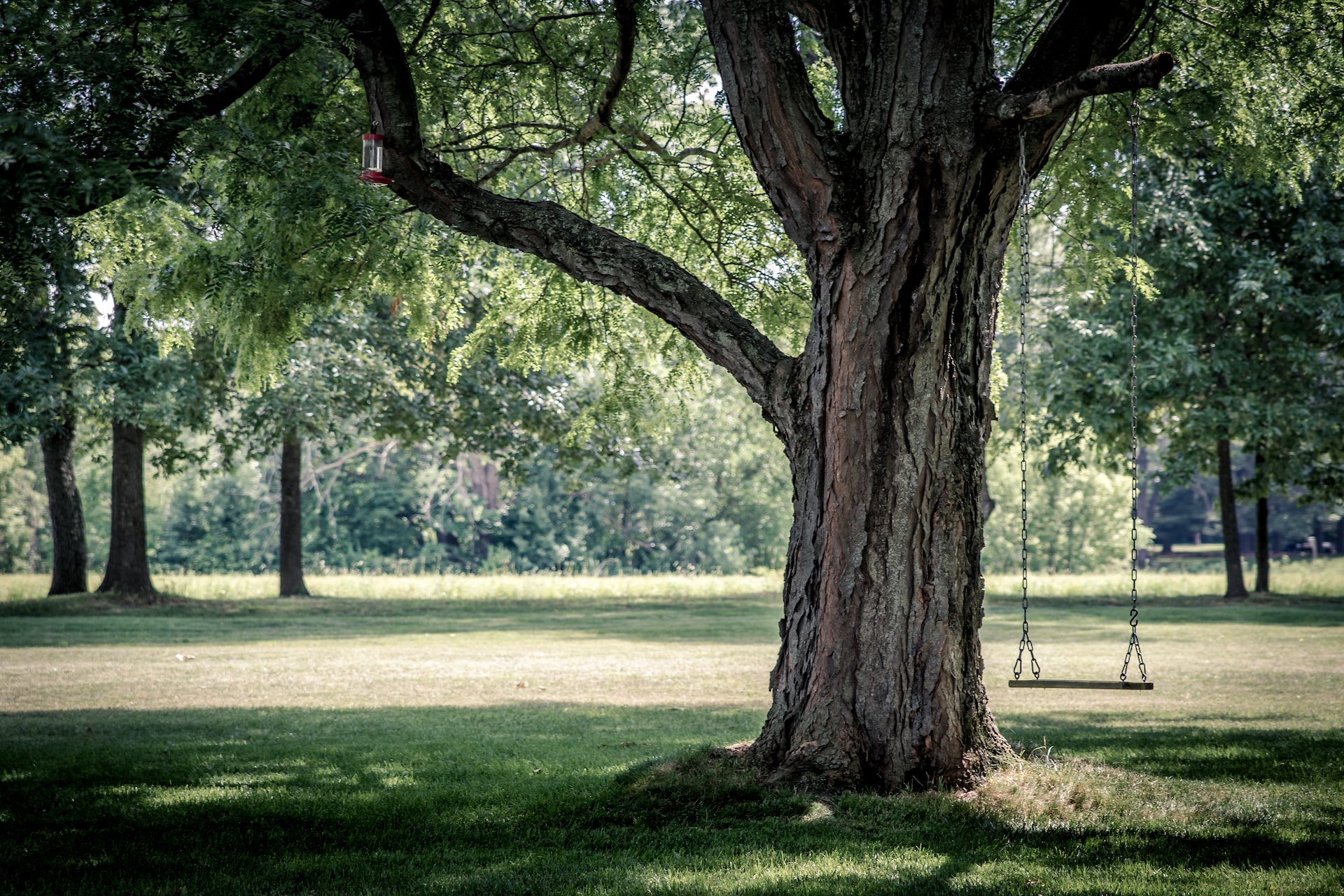 old tree with swing