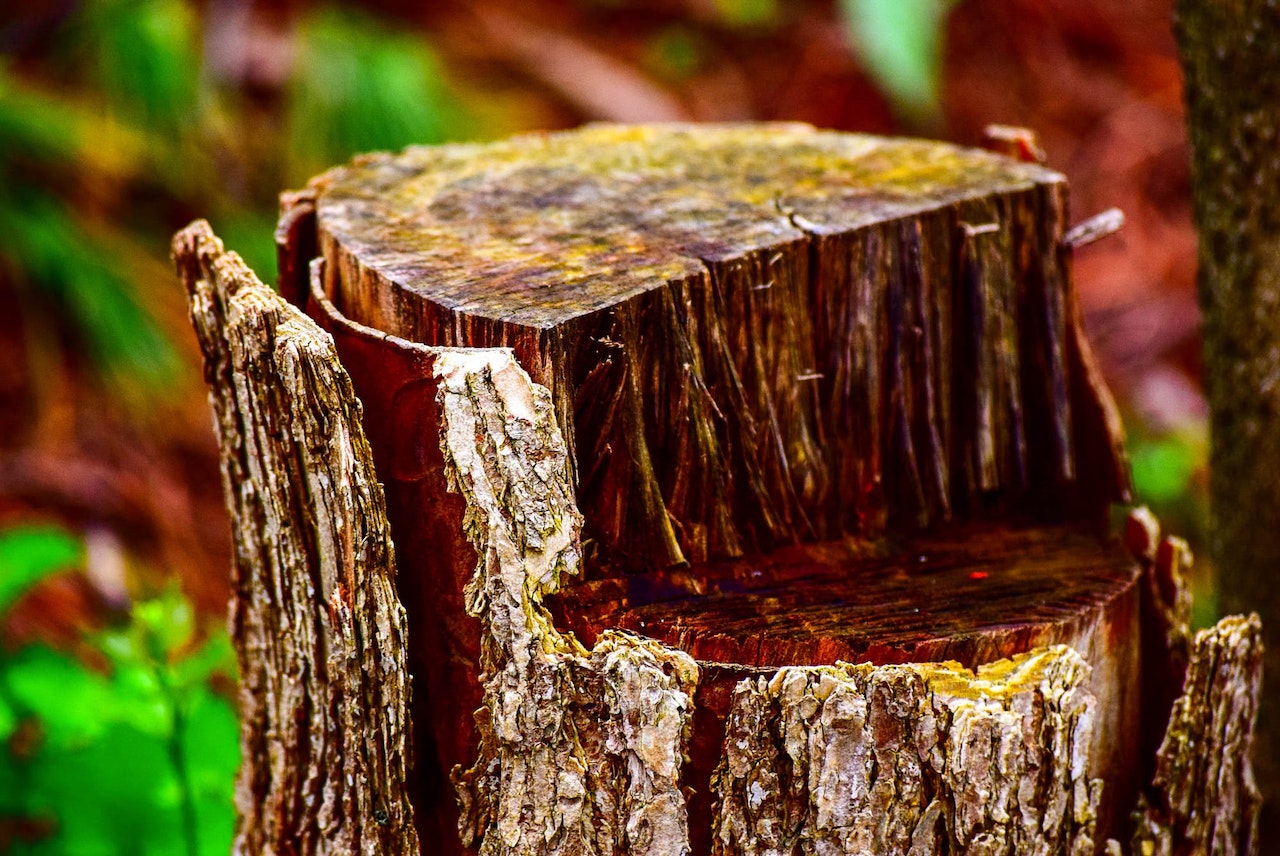 Tree Stump Grinding