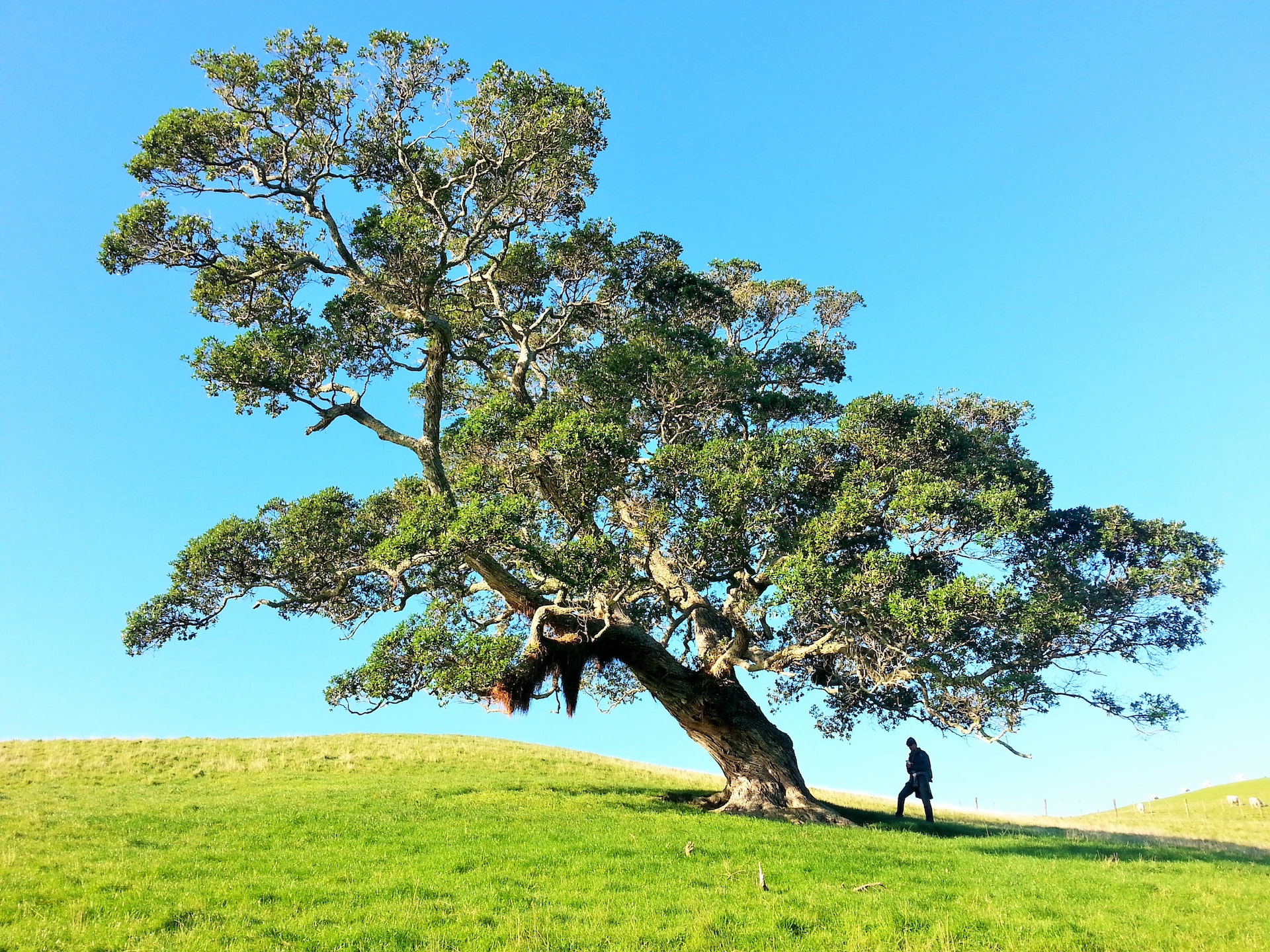 Big tree