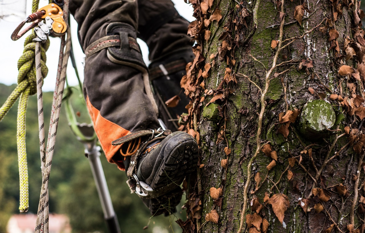 Professional Arborist