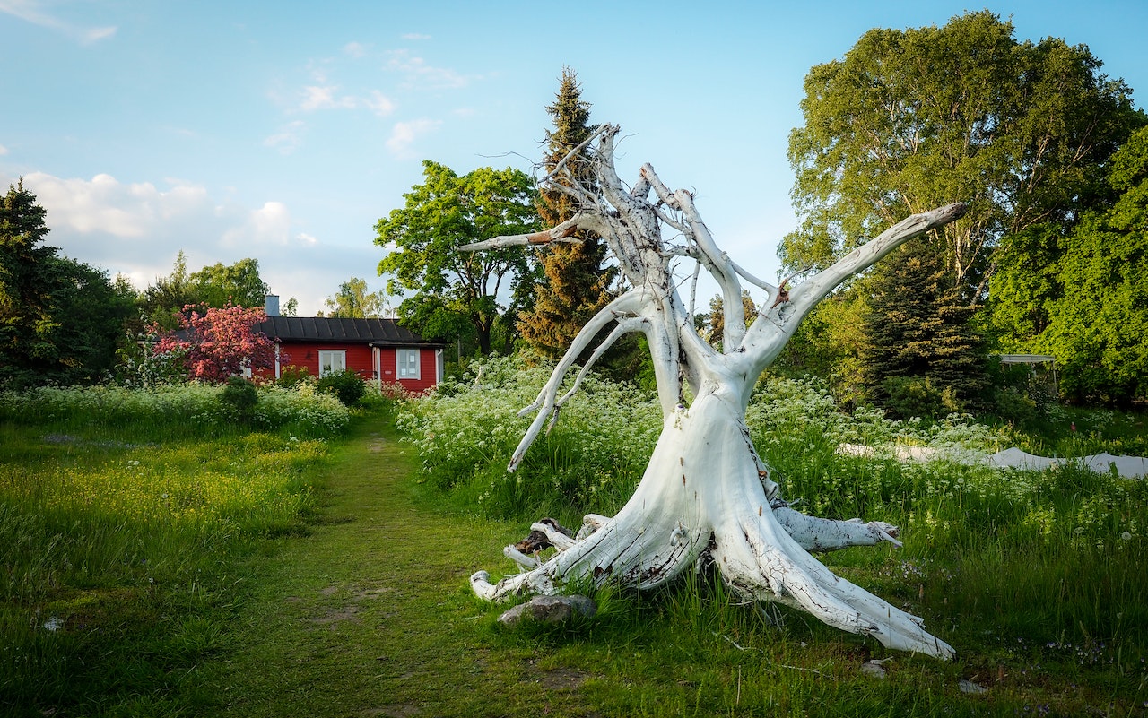 Dead tree