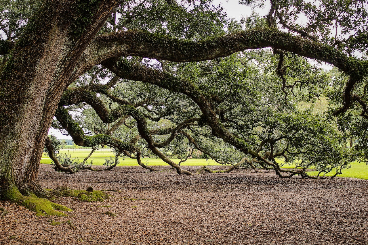 Huge tree