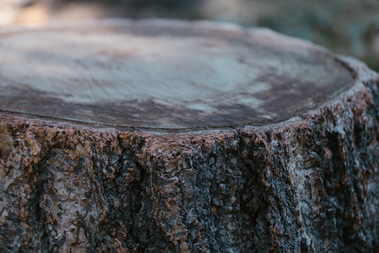 tree stump