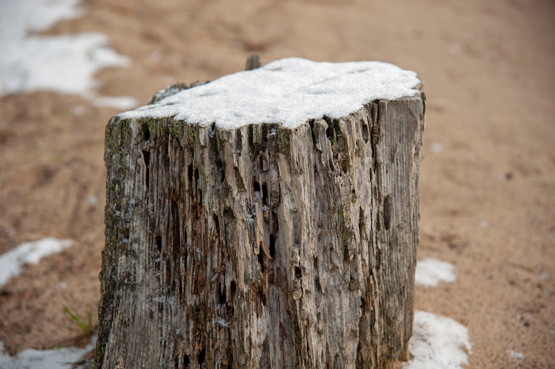 tree stump