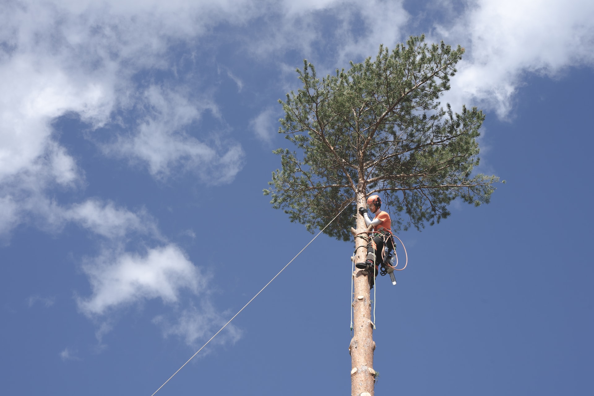 arborists