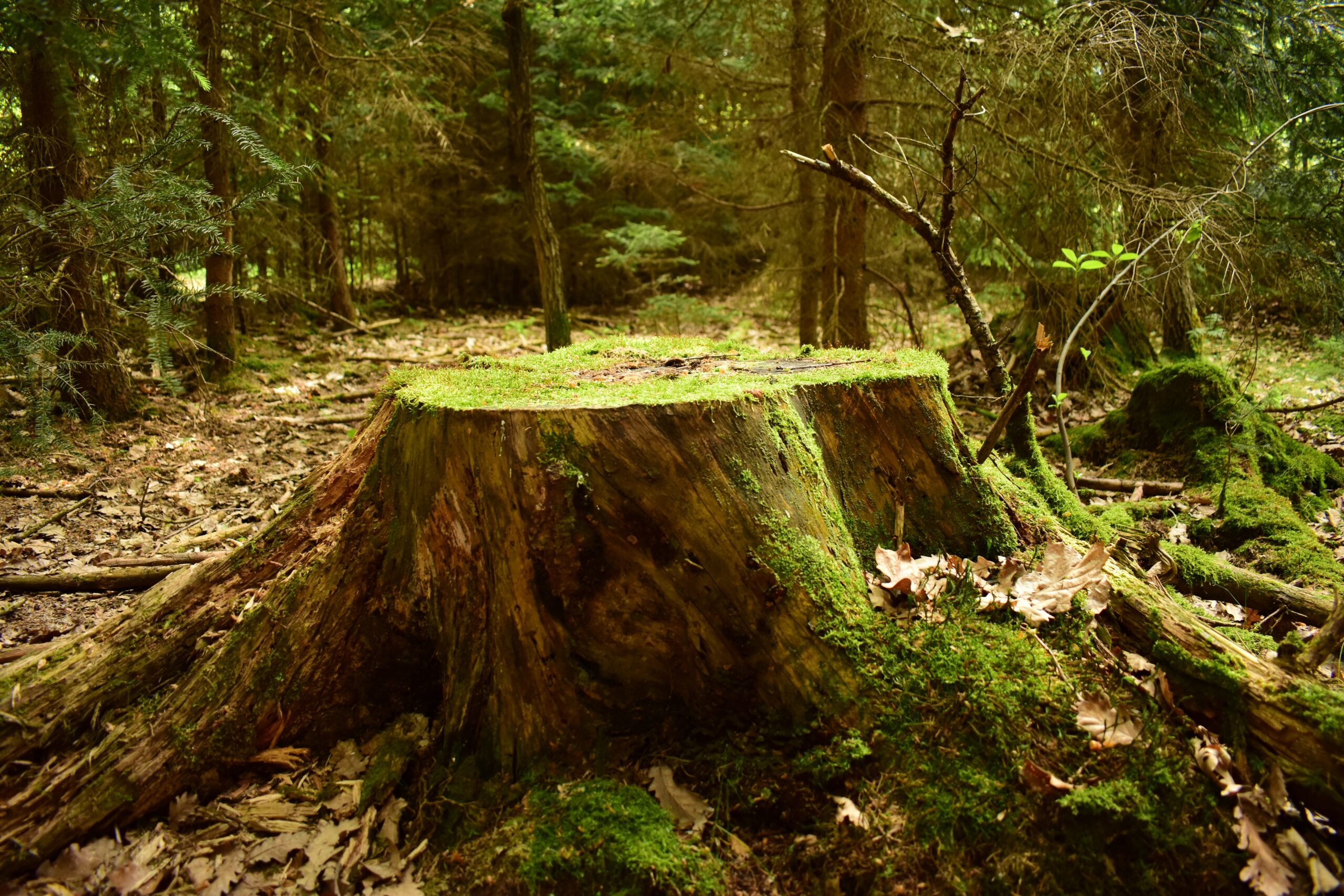 Tree Stump