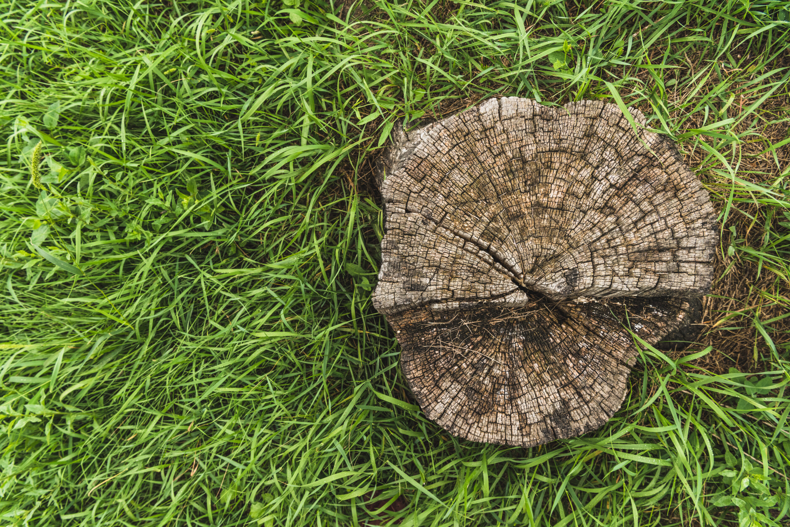 Tree Stump