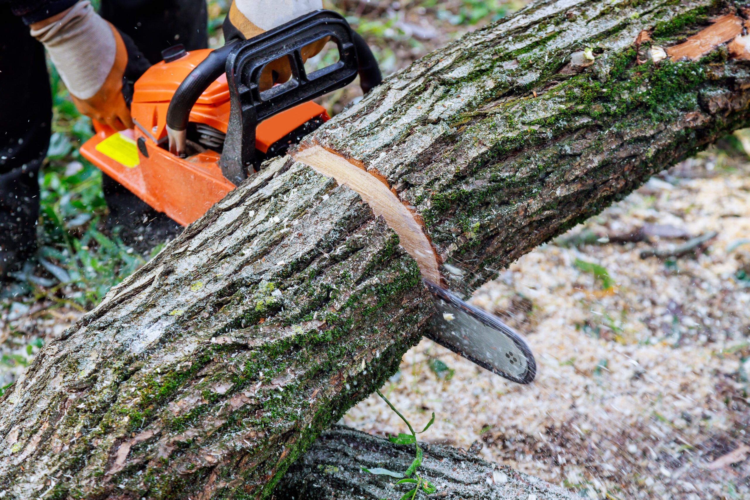 TREE CUTTING