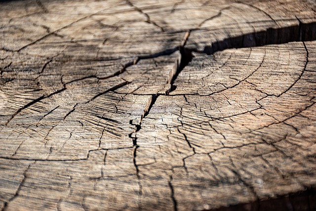 dead tree stump