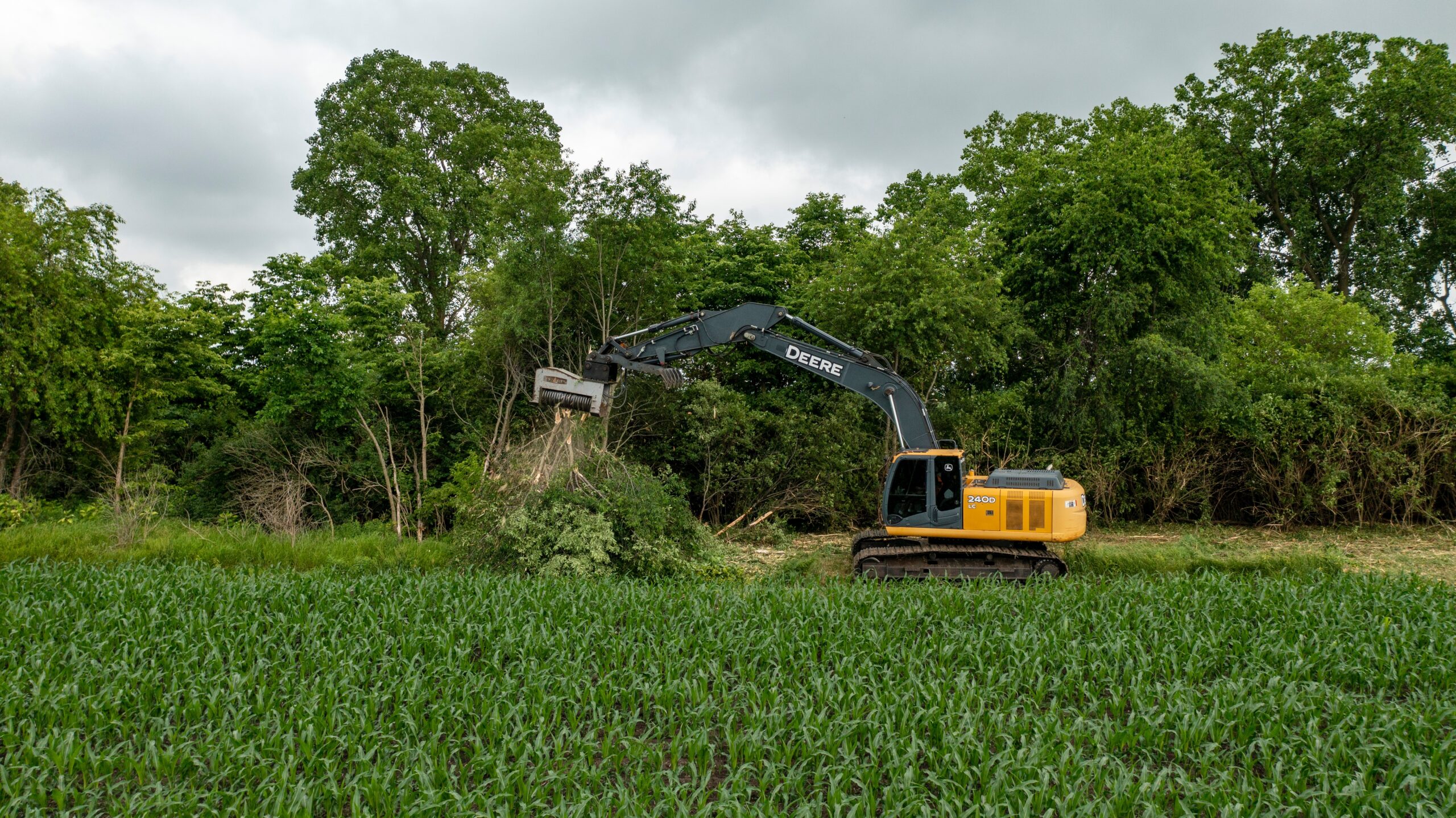 Tree removal