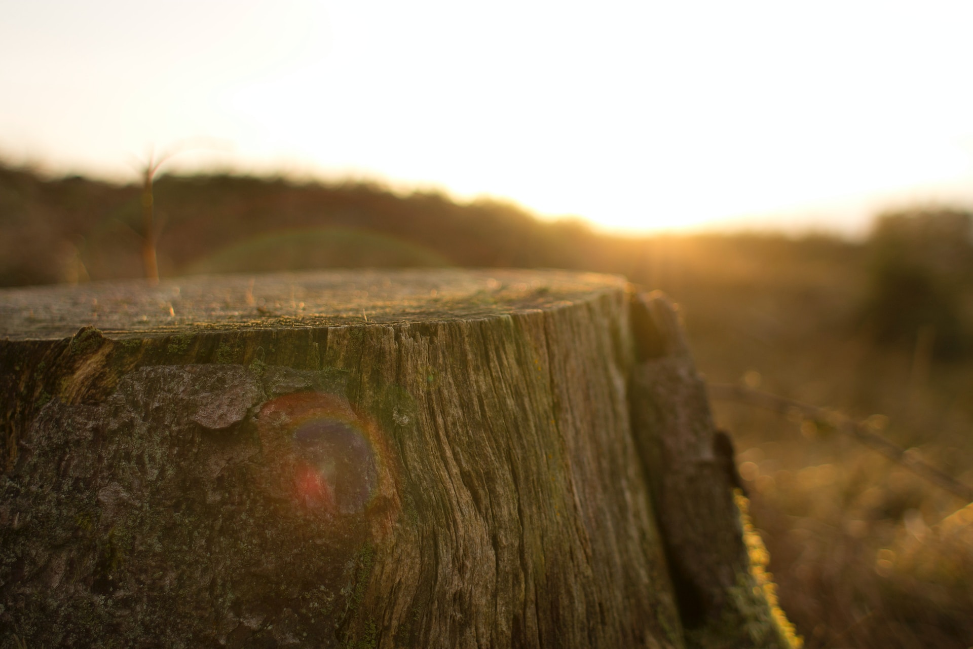 dead tree stump