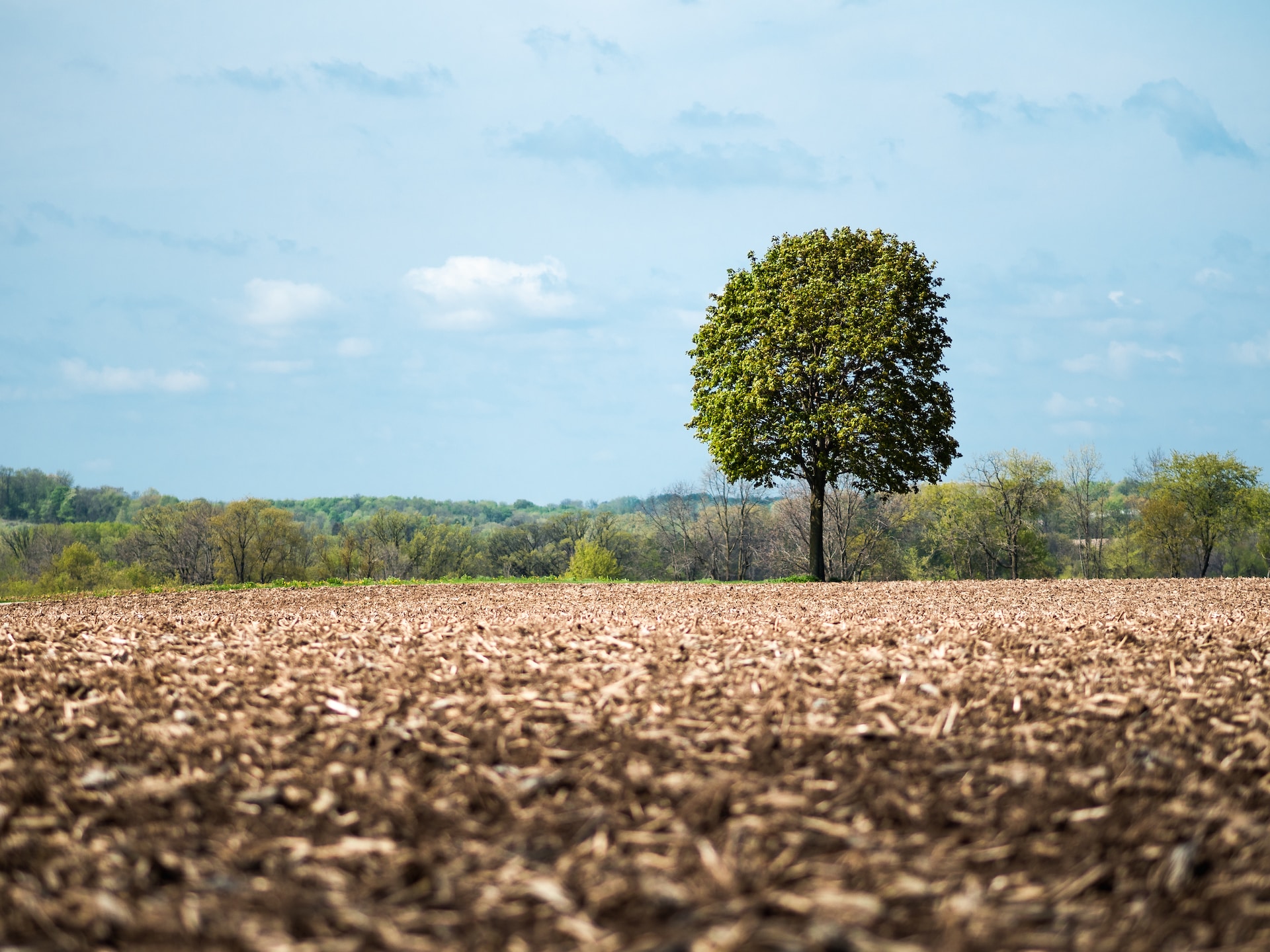 tree