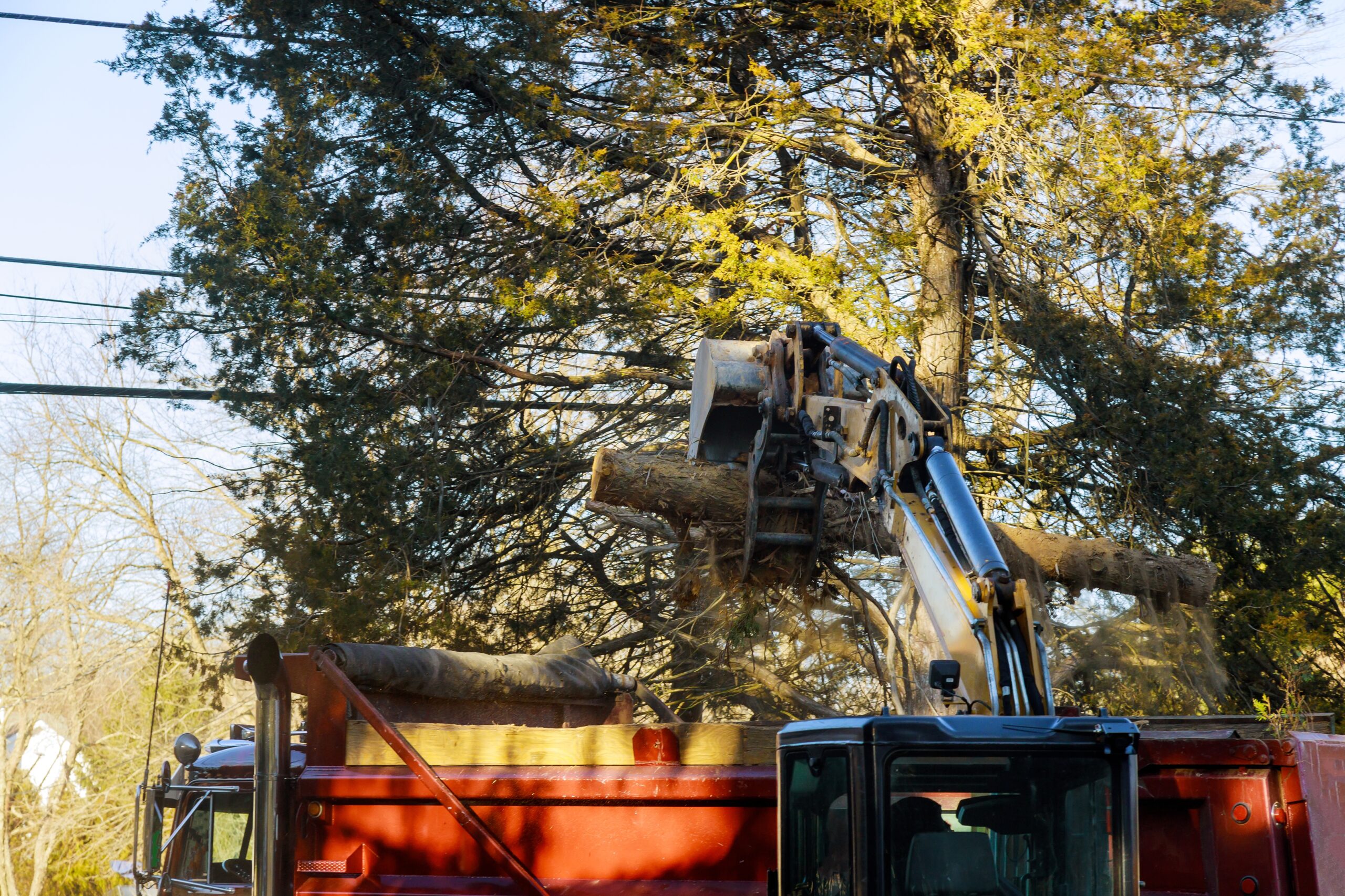 Loading onto a truck old sawn trees are being removed in cities