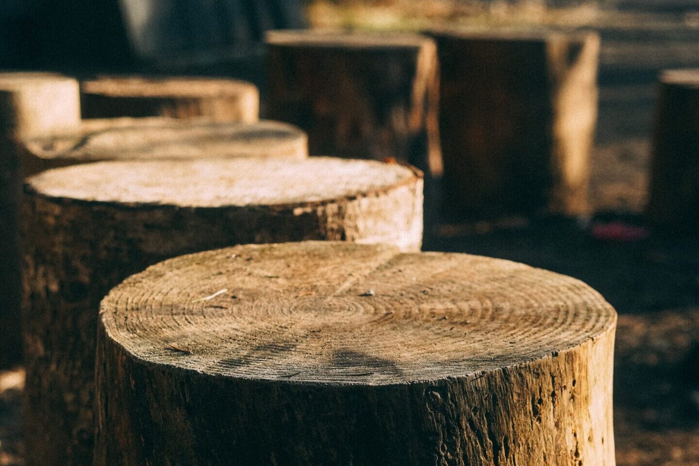 tree stumps