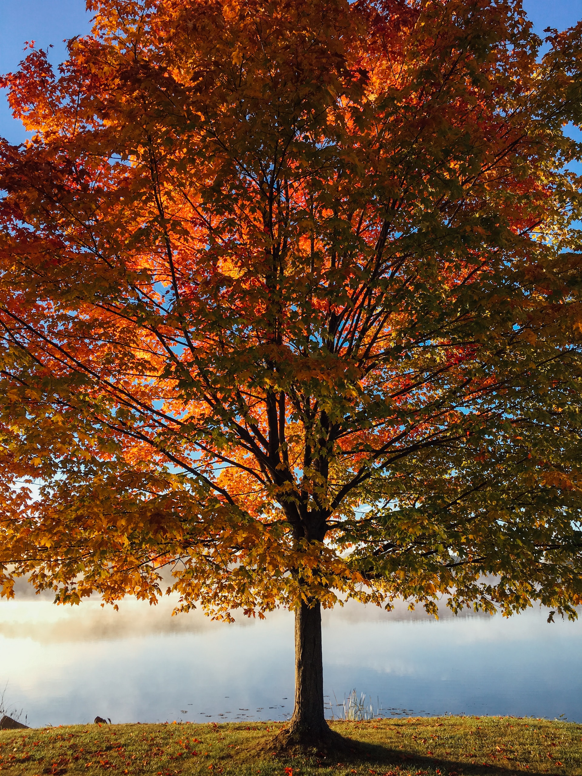 seasonal tree care