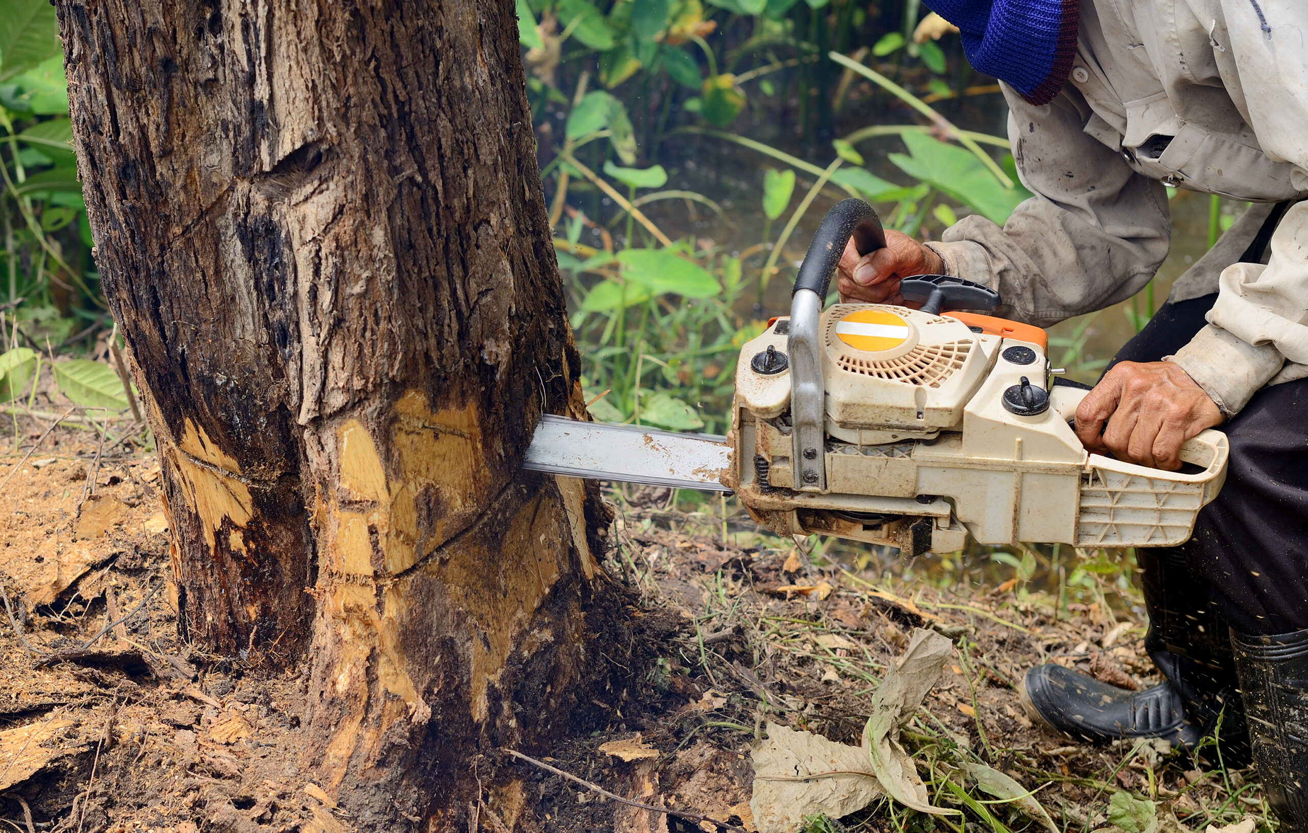 Man with chainsaw cutting the tree