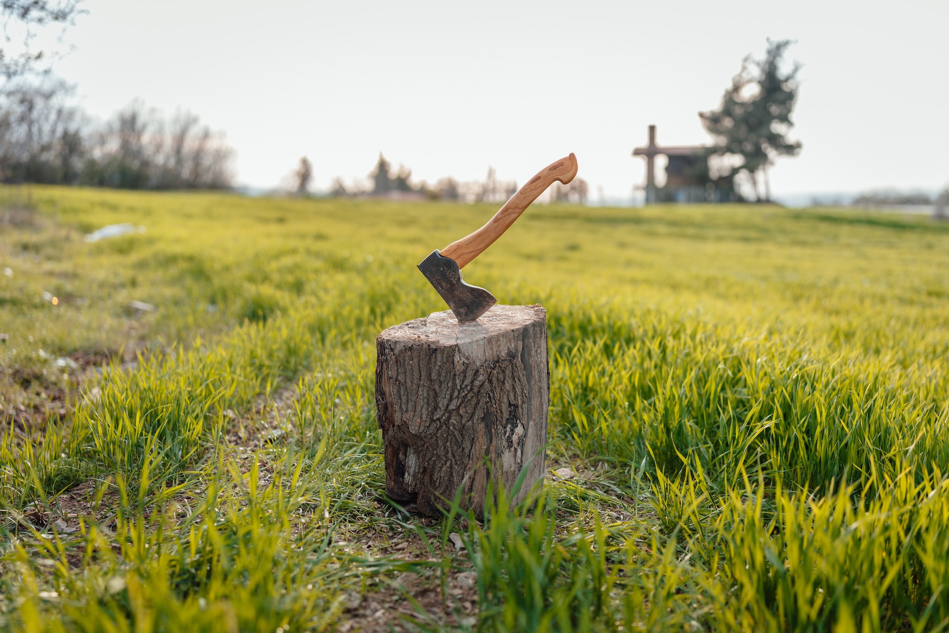 tree stump