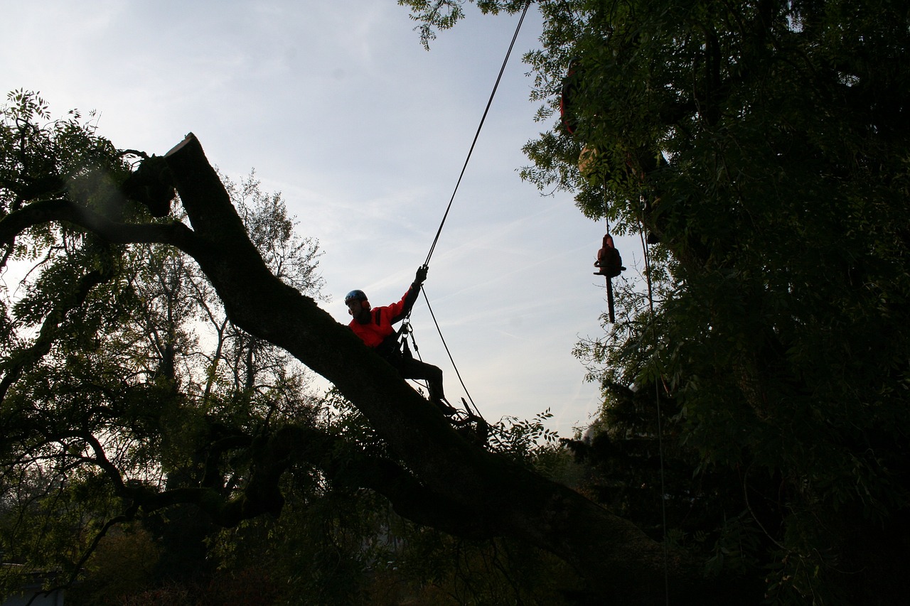 tree cutting