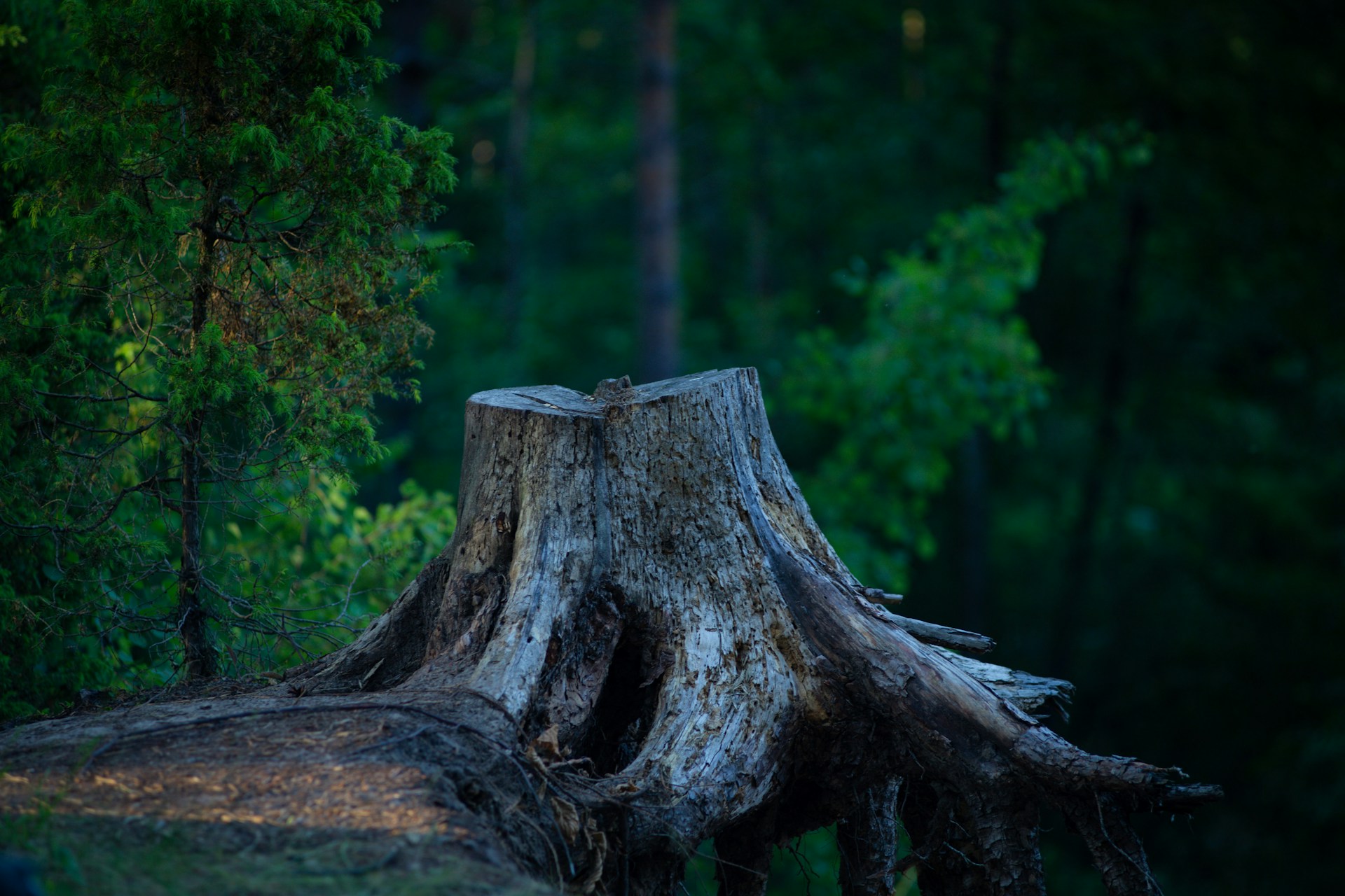 tree stump