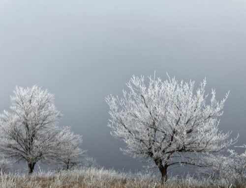 How to Deal with the Dangers of Snow-Laden Trees and Hidden Stumps