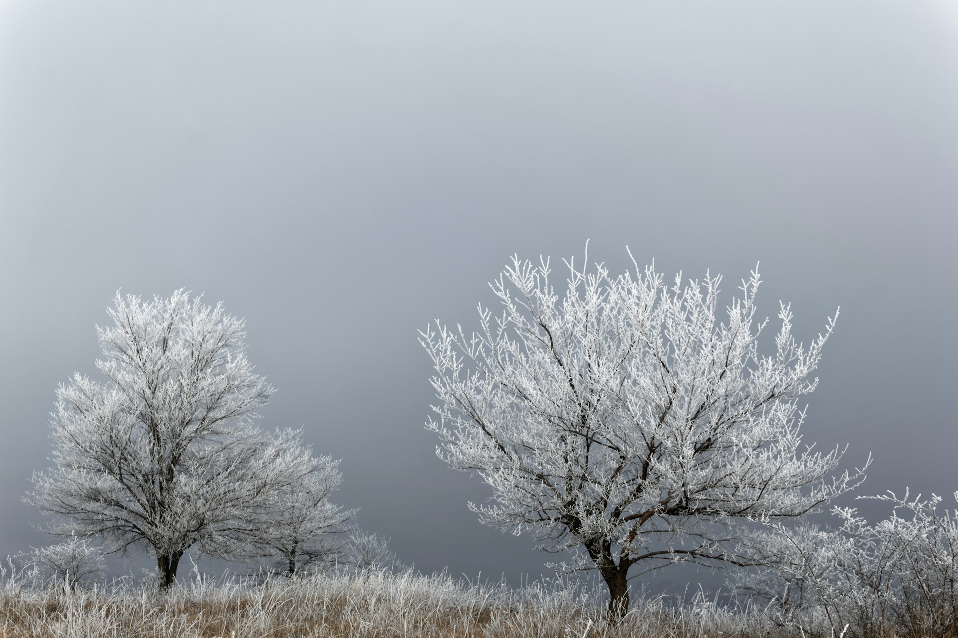 Trees