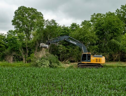 Maximizing Storm Recovery and Minimizing Damage With Expert Tree Removal and Stump Grinding Services