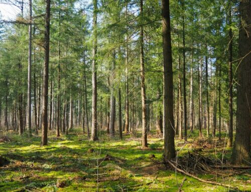 How Tree Removal and Stump Grinding Impact Wildlife Habitat Regeneration